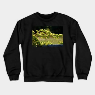 Grapevine's Embrace Crewneck Sweatshirt